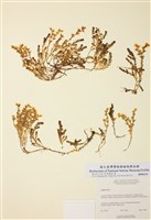 藏品(銳葉景天)的圖片